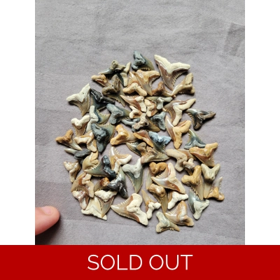 1 Tooth Per Order Rare Quality Hemipristis Shark Teeth Fossils From Florida